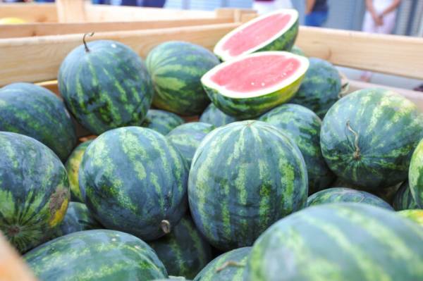 Кавуни цьогоріч б’ють рекорди доступності: ціни впали на 47%