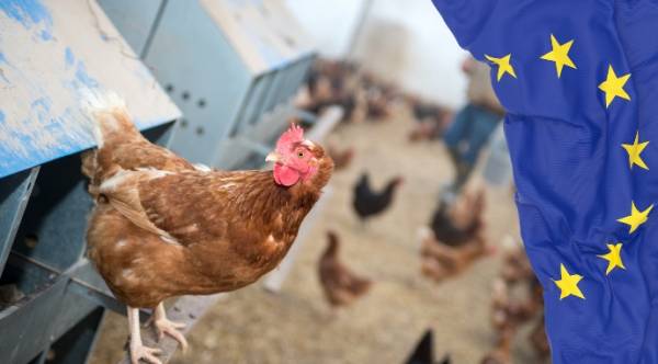 ЄС модернізує правила торгівлі вакцинами проти пташиного грипу