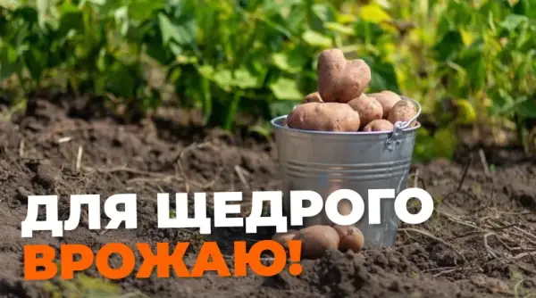 Коли копати картоплю: терміни збору врожаю