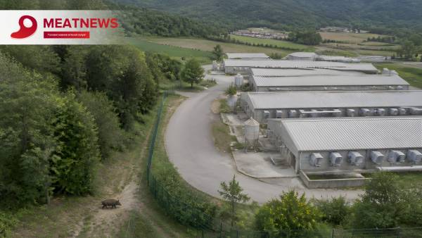 Африканська чума свиней вразила Тоскану: кількість заражених кабанів перевищила 4,3 тисячі