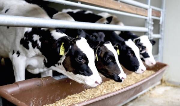 Ранній старт: як предстартерні корми формують майбутню продуктивність телят