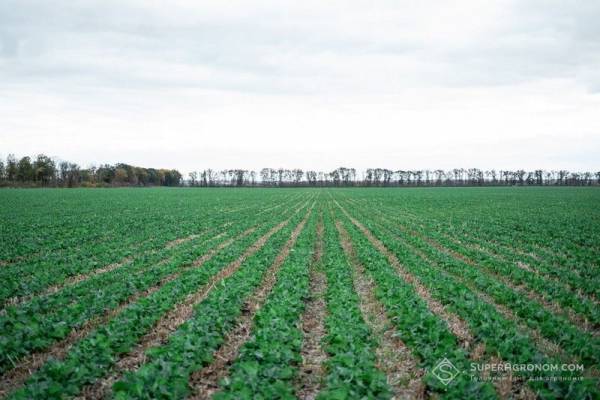 Strip-till для ріпаку: “Агротрейд” прогнозує економію на посіві