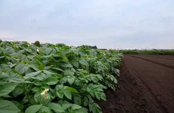 Липневі підсумки: ціни та споживання картоплі в Україні
