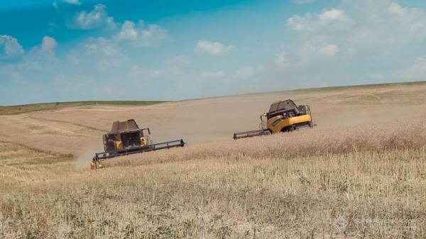 Ріпак відновив зростання: ціни підскочили на 500 гривень за тонну