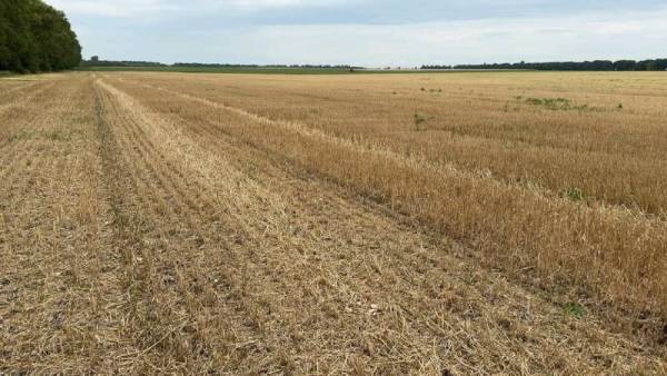 Хмельницькі аграрії зібрали рекордний урожай ранніх зернових