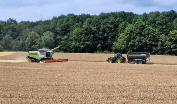 Житомирщина зібрала на 300 тисяч тонн більше ранніх врожаїв