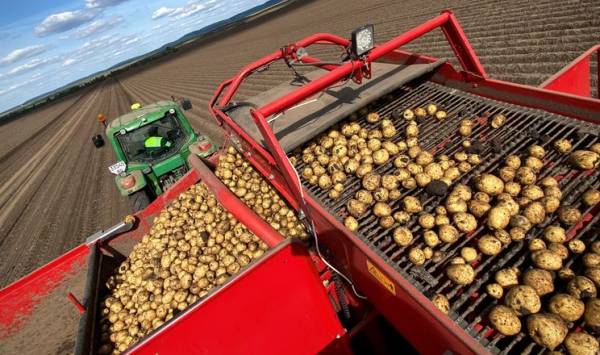 Обвал цін на картоплю: аграрії знову несуть збитки