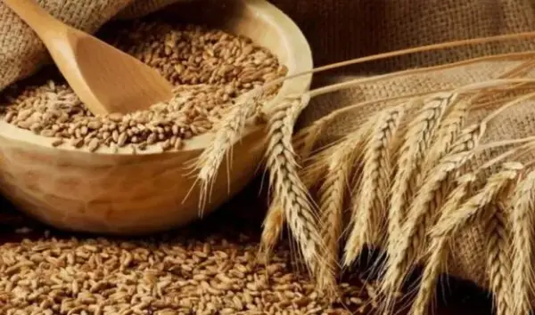 Ячмінь дорожчає: ринок знижується, а ціни зростають