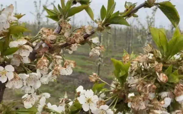Весняні морози спалили цвіт черешні