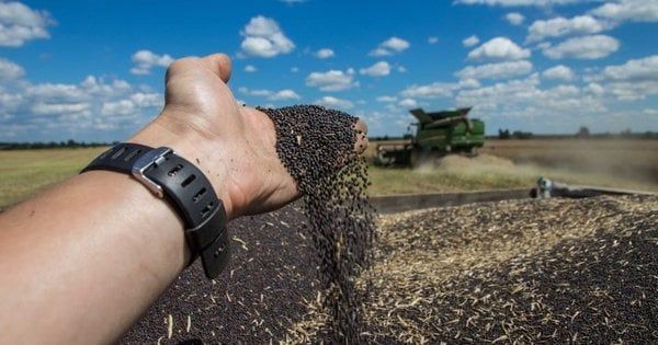 Уповільнення темпів падіння цін на ріпак в Україні, проте попит не відновлюється.