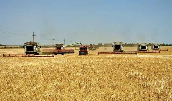 Зібрано майже 18 мільйонів тонн зерна нового врожаю