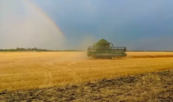 Жнива ранніх зернових на Прикарпатті: зібрали багатий врожай
