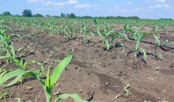 Запорізькі аграрії висаджують кукурудзу та кабачки на другий урожай