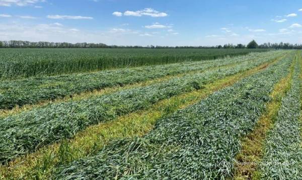 Силосні гібриди кукурудзи: попит зростає після посухи