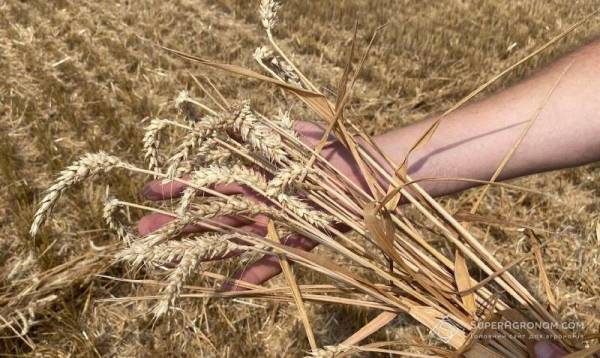 На Київщині зібрали на третину більше пшениці: урожайність сягнула 6,14 т/га