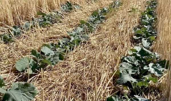 Витрати пального на сезон при технології no-till: практичний досвід