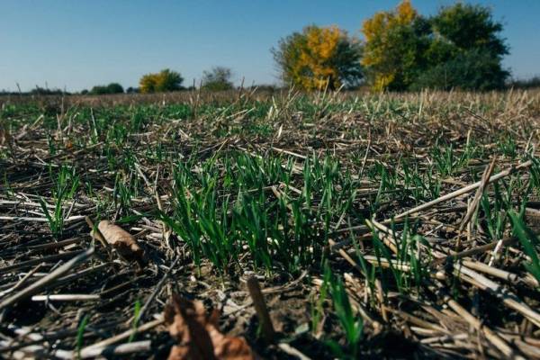 No-till: економія пального та насіння на полях Миколаївщини