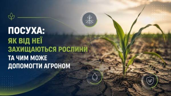 Рослини проти посухи: секрети виживання та допомога агронома