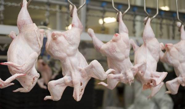 Україна нарощує виробництво курятини – прогноз USDA