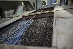 Болгарія посилює контроль за українським соняшником: перевірятимуть на пестициди