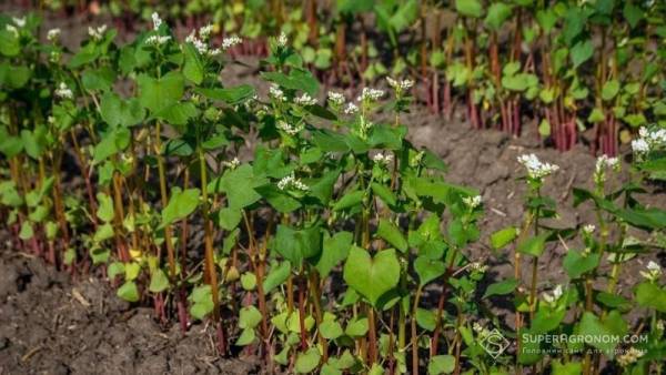 Гречка: рекордні врожаї, попри скорочення посівів