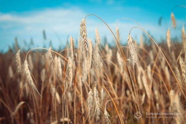 No-Till: Жито вражає врожайністю на бідних ґрунтах