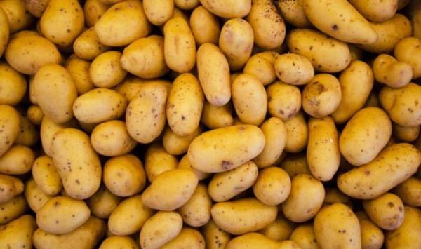 Спека на Волині загрожує врожаю картоплі: прогноз недобору 40%