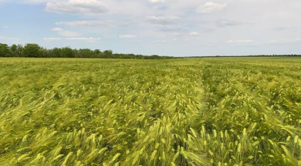 Аграрії скорочують посіви деяких культур: причини та наслідки