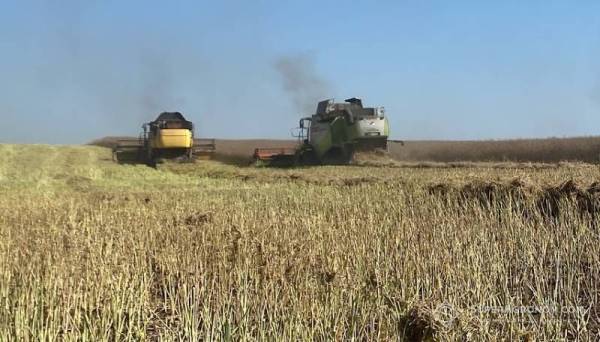На Сумщині зібрали ріпак з урожайністю до 4,5 т/га, пшеницю очікують на рівні 6 т/га