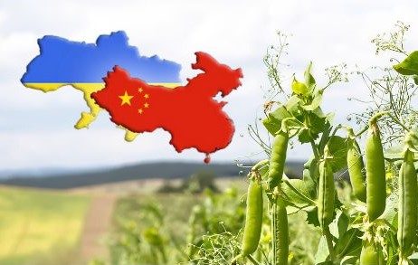 Експортерів ячменю та гороху закликали до 17 серпня подати документи для експорту до Китаю
