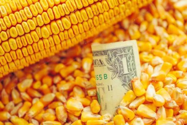 Українська кукурудза злетіла в ціні для турецьких споживачів