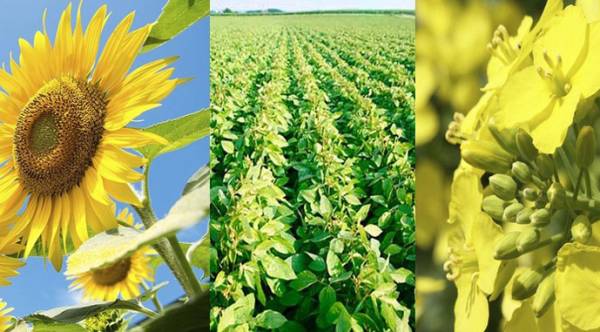 Аграрії прогнозують зростання врожаю олійних культур