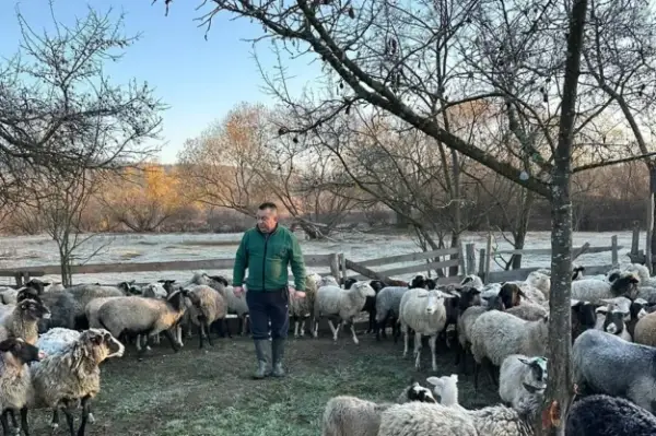 Ветерана з Прикарпаття надихнула ідея створити велику овечу ферму