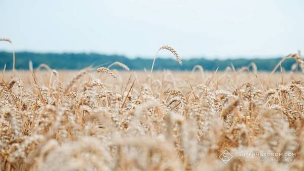 Хмельницька область засіяла рекордний урожай пшениці