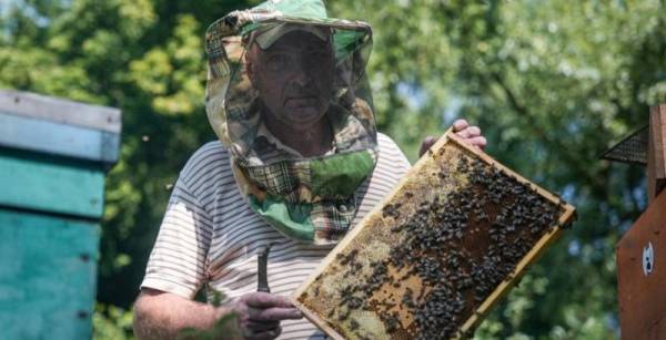 Бджільництво на Сумщині: безпечно й вигідно попри близькість до кордону