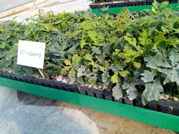 Мінагрополітики: дерегуляція та інвестиції для зростання лісової галузі й бюджетів громад