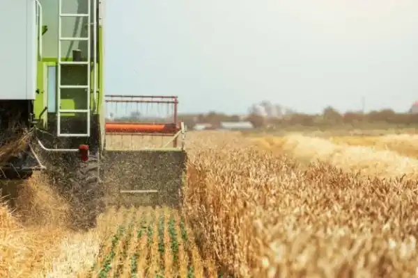 Зібрано 17,5 мільйонів тонн зернових в Україні