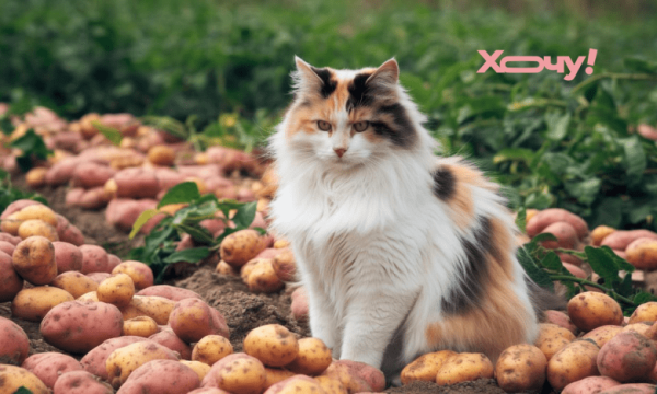 Зробіть це обов’язково перед збиранням картоплі: ключова умова для тривалого зберігання