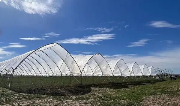 Теплична лохина вступає у продаж на Заході України
