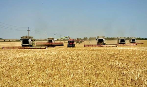 Збіжжя дозріває: жнива перемістилися до центру та заходу України