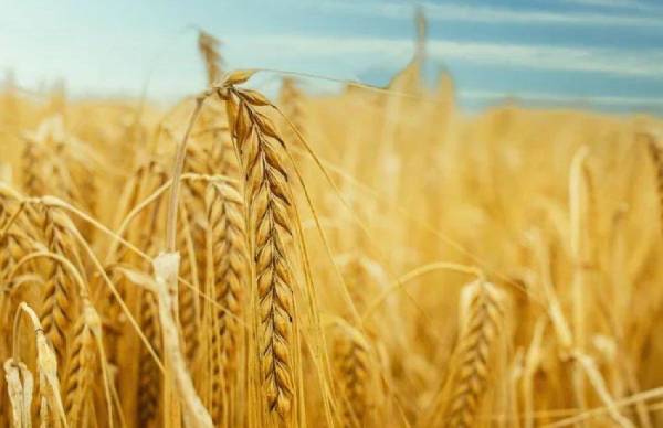 Єврокомісія перевірить український врожай і експорт через запит на €220 млн