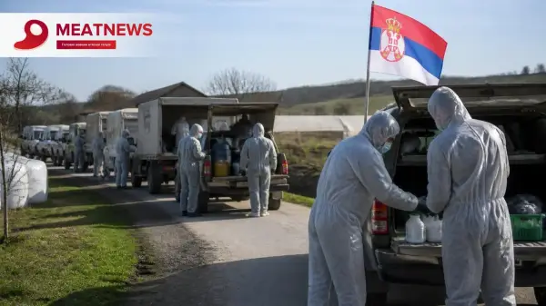 Африканська чума свиней: Сербія оголосила надзвичайний стан через втрату 30 тисяч тварин