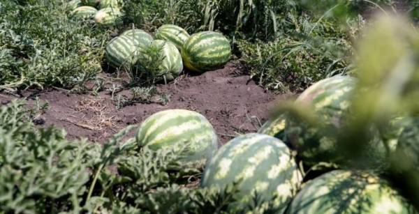 Херсонські кавуни: вдвічі більше врожаю, вп’ятеро менше ціни