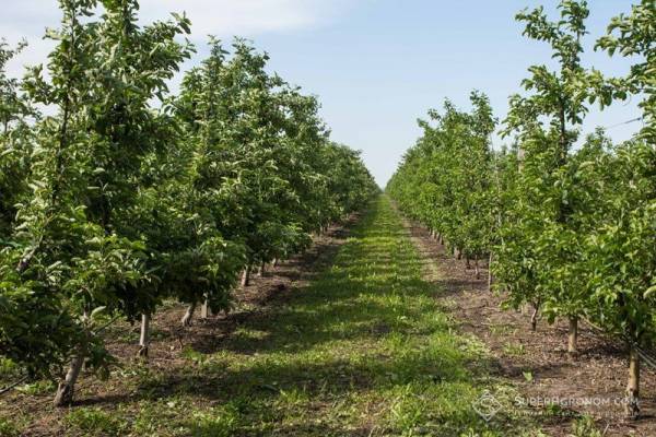 Садівництво та овочівництво України на межі краху через брак людей і ціновий хаос