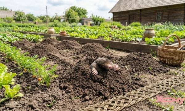 Проженіть кротів з городу назавжди: ефективні народні методи