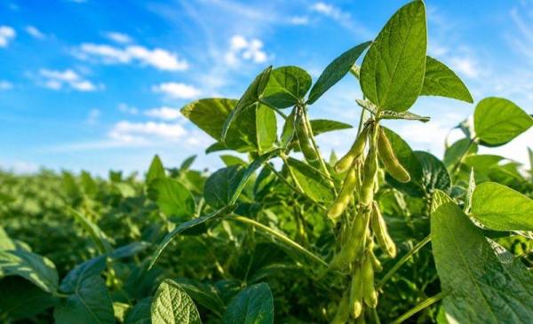 Павутинний кліщ знищує до 80% урожаю сої