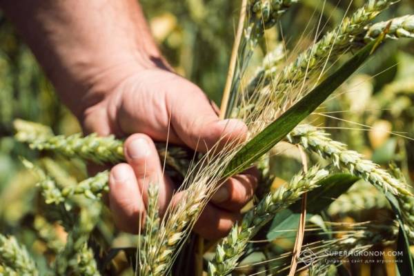 Пшениця на Львівщині: посуха і дощі підбили врожай та посіяли хвороби