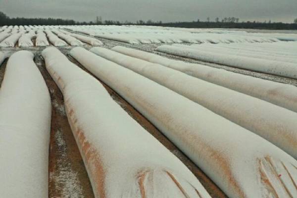 Допомога партнерам: $10,5 мільйона на зберігання врожаю українських аграріїв