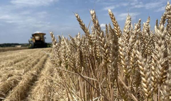 VITAGRO: дефіцит вологи знизив урожайність пшениці