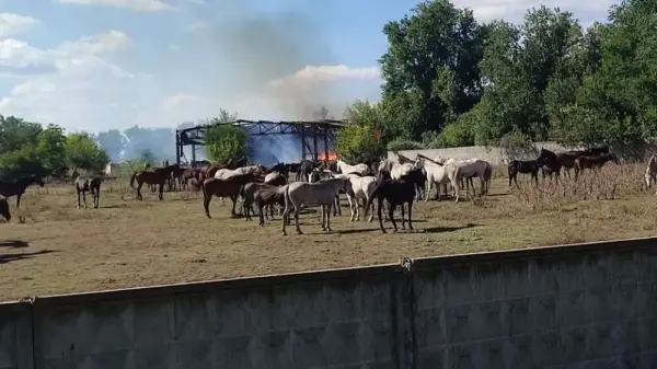 Атаки на Харківщину: як постраждав Лозівський кінний завод